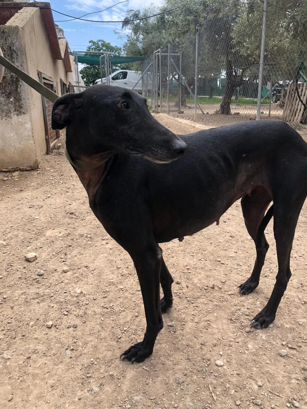 BELTZA, Galgo Español (Galgos del Sur)