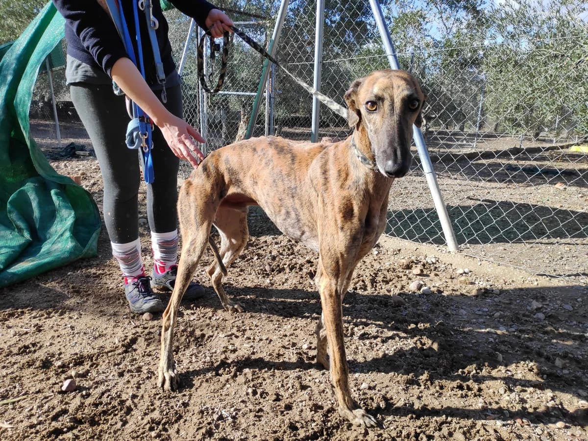 CALÍGULA, Galgo Español (Galgos del Sur)