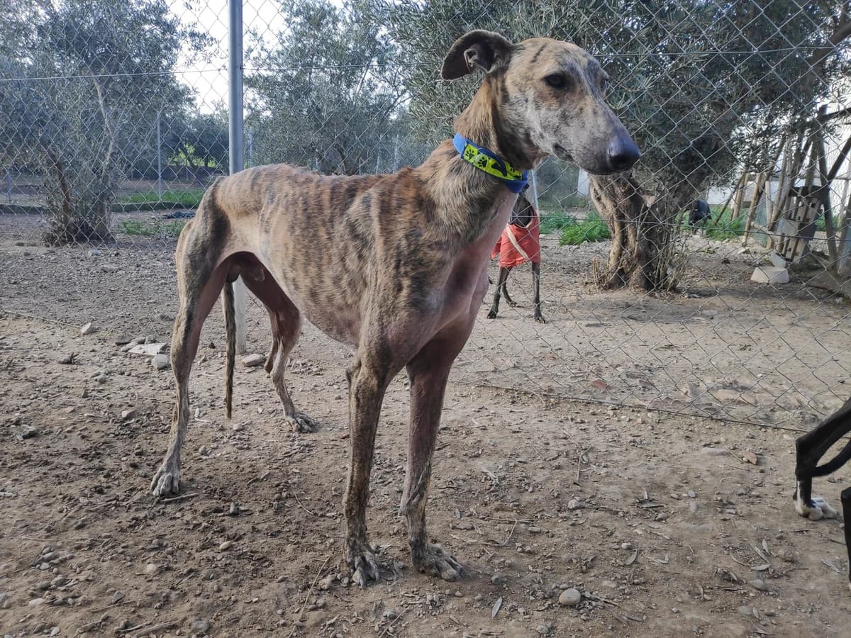 DAMERON, Galgo Español (Galgos del Sur)