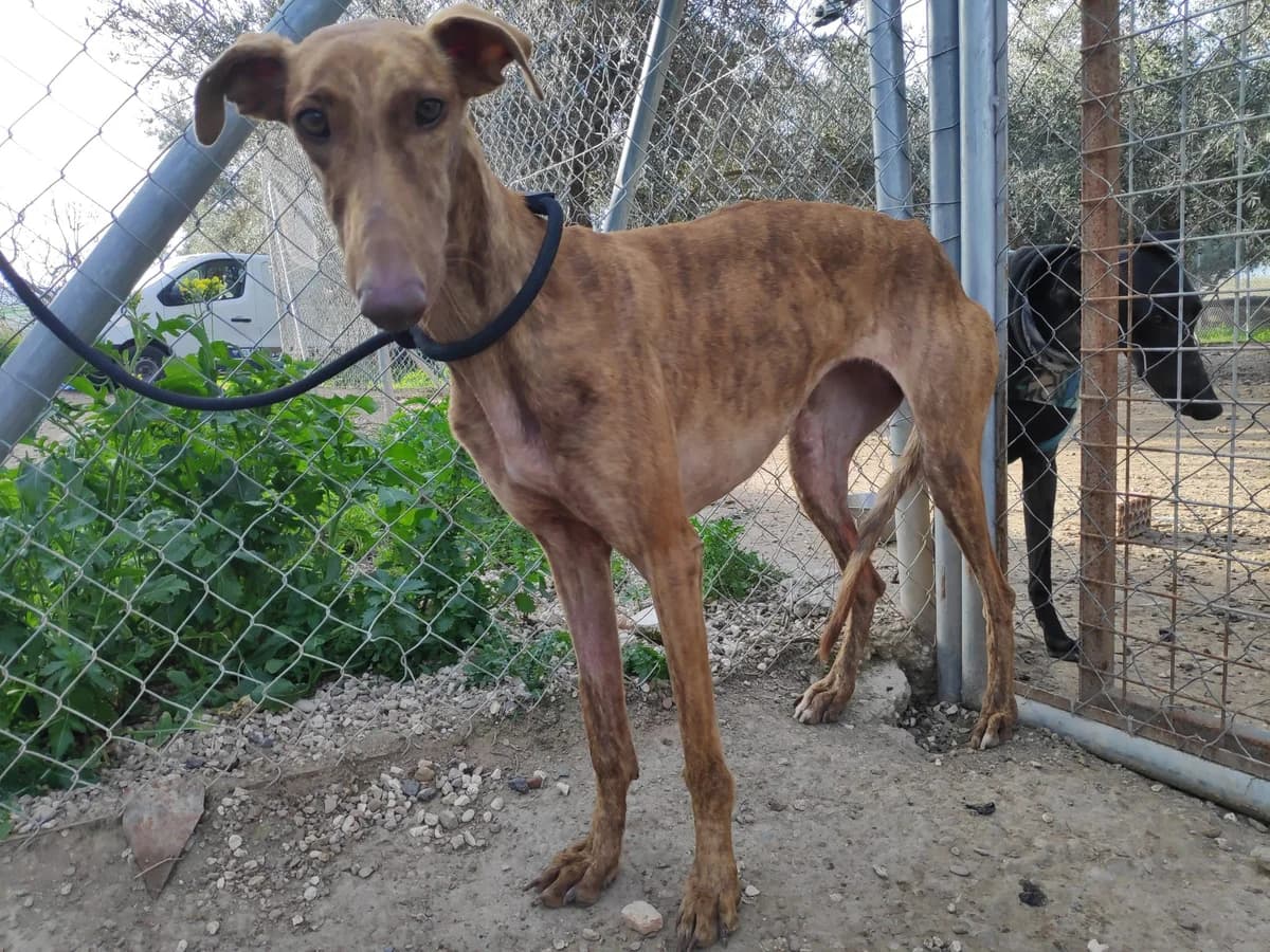 DANIELS, Galgo Español (Galgos del Sur)