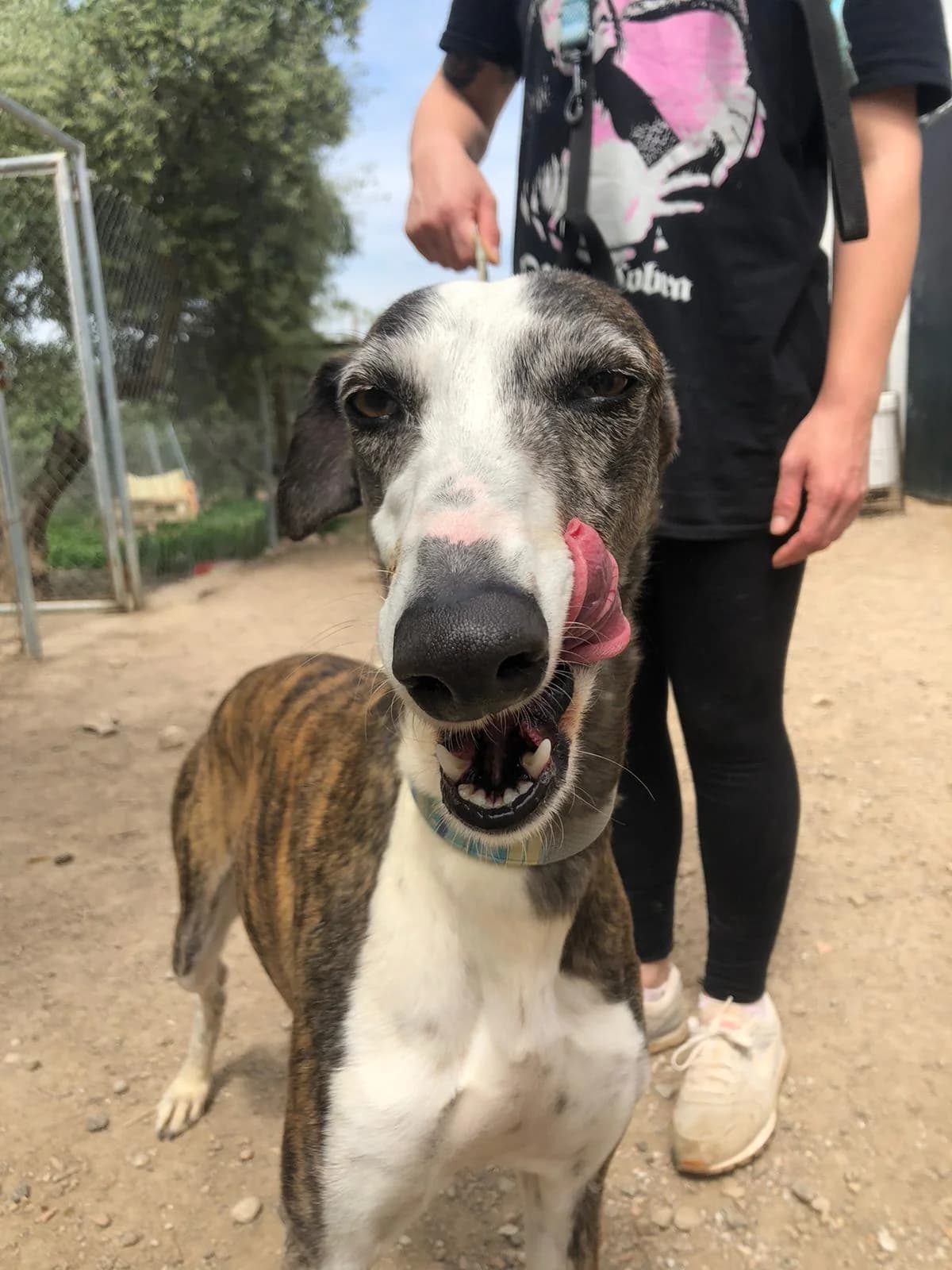DENEB, Galgo Español (Galgos del Sur)