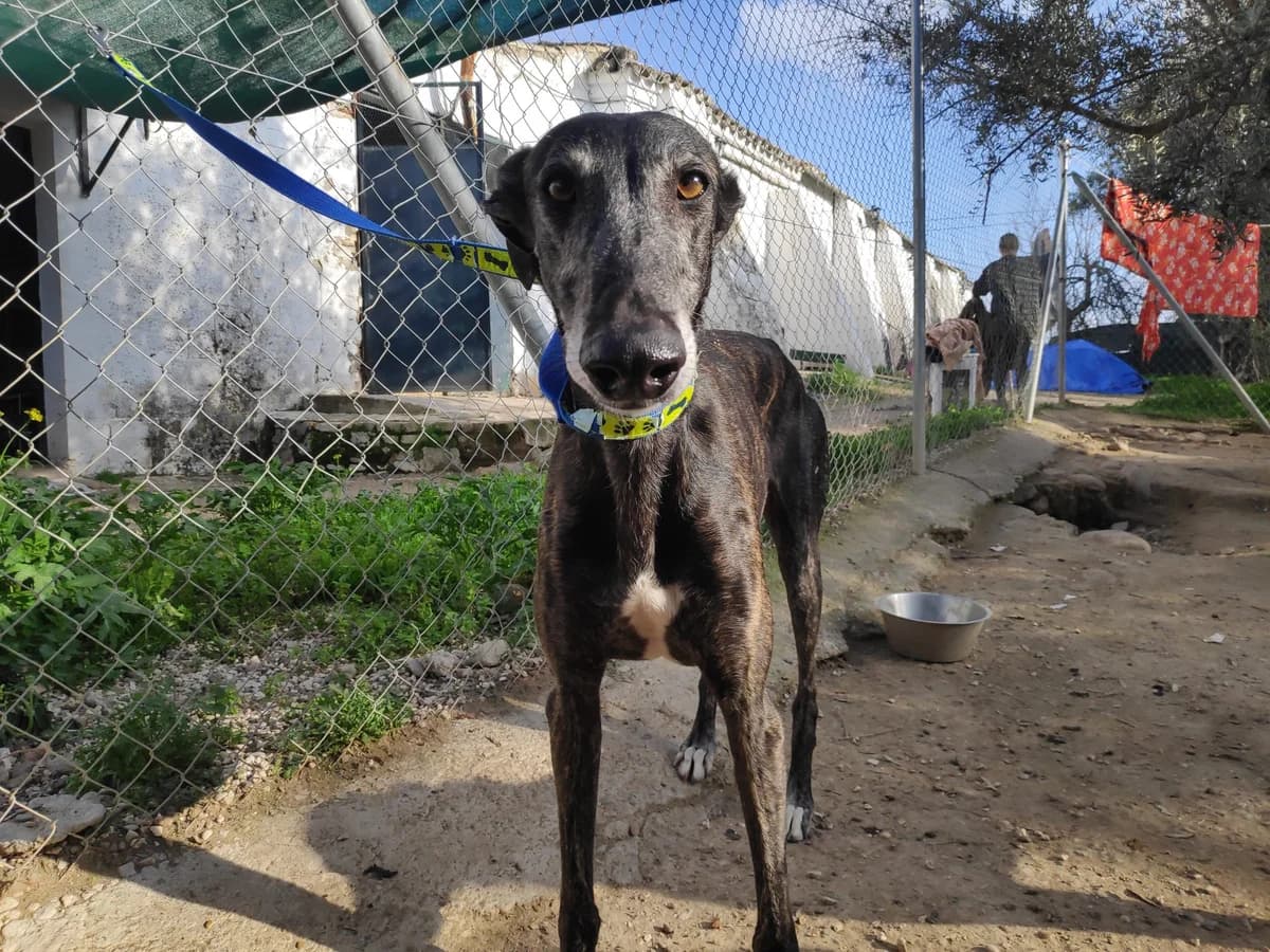 DUSTIN, Galgo Español (Galgos del Sur)
