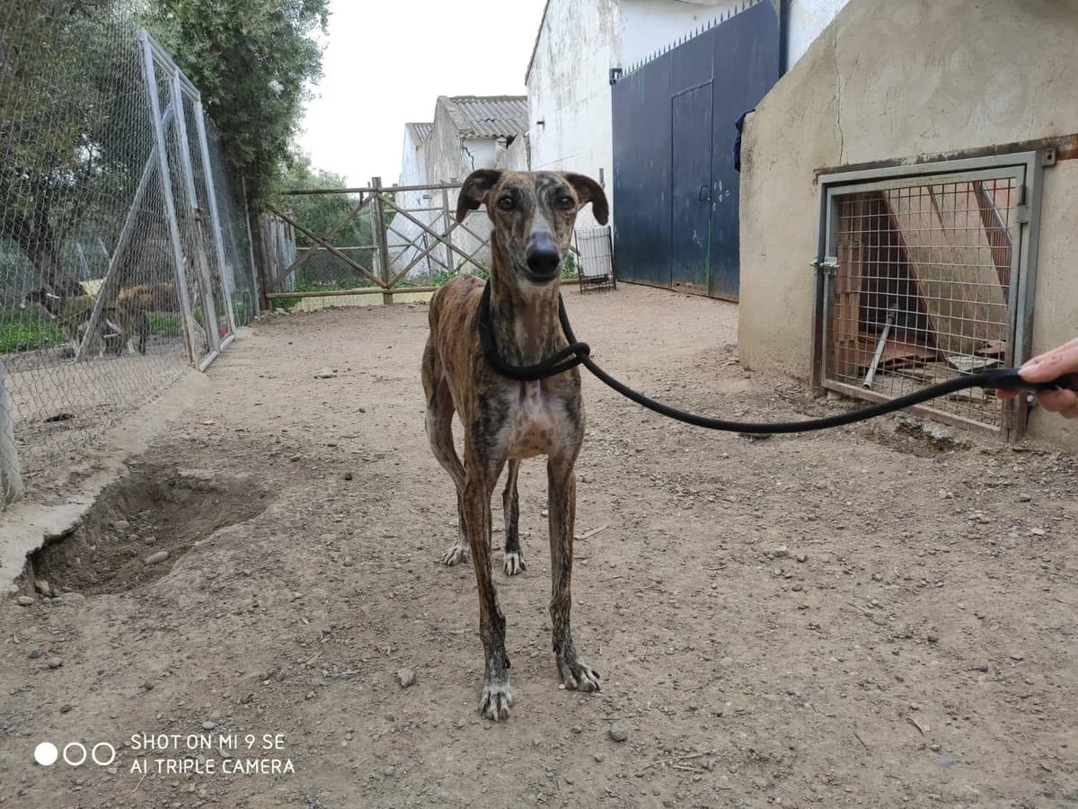 HADAR, Galgo Español (Galgos del Sur)