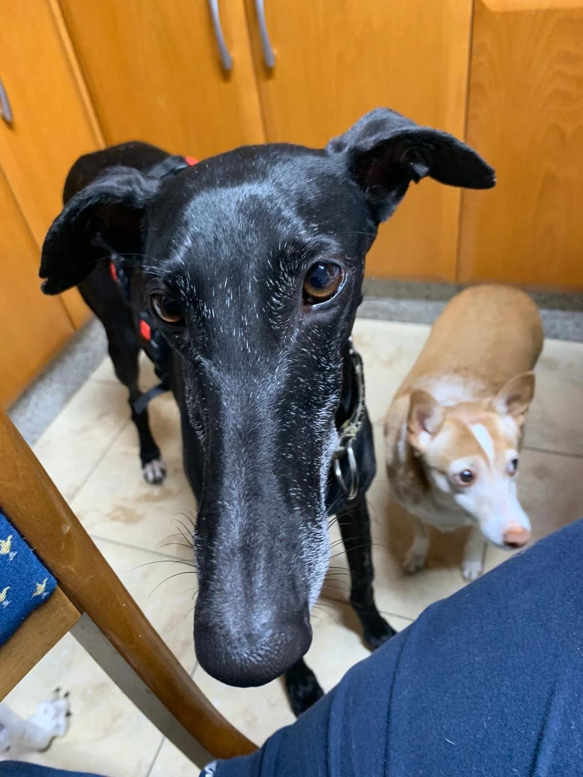 INK, Galgo Español (Galgos del Sur)