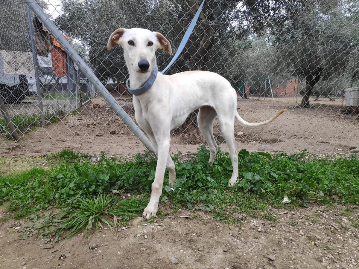 INO, Galgo Español (Galgos del Sur)