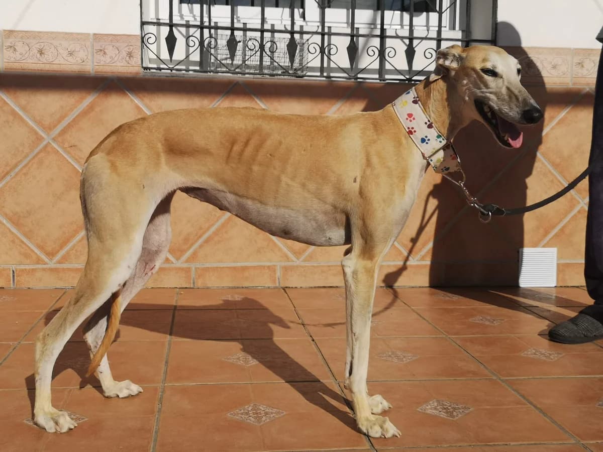 MECHA, Galgo Español (Galgos del Sur)