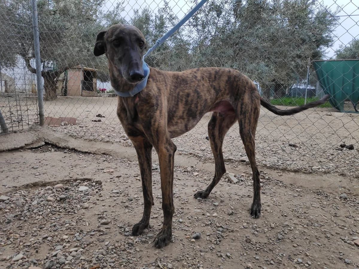 MUSGO, Galgo Español (Galgos del Sur)