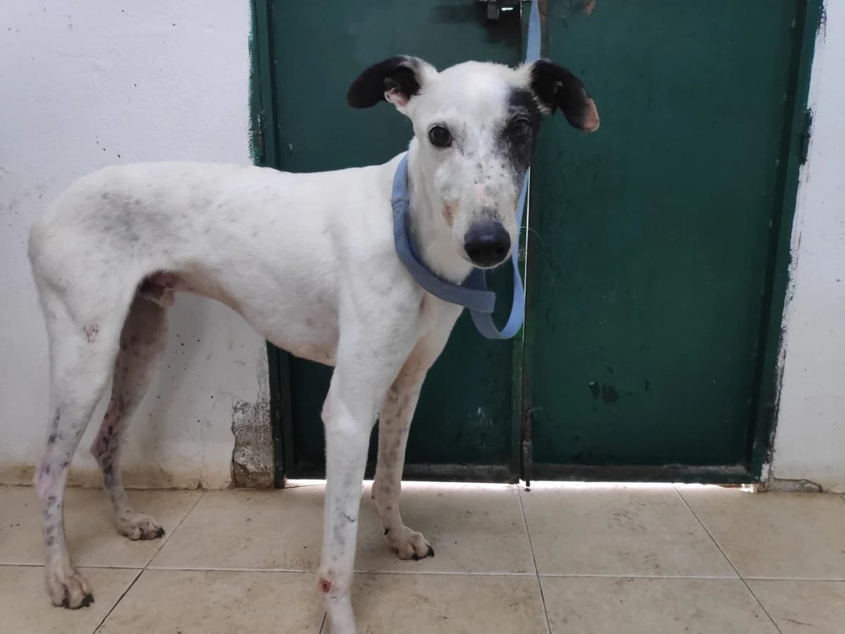 NEBARI, Galgo Español (Galgos del Sur)