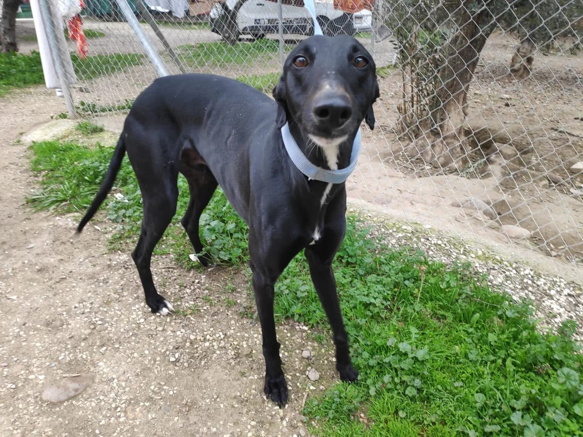 NOBITA, Galgo Español (Galgos del Sur)
