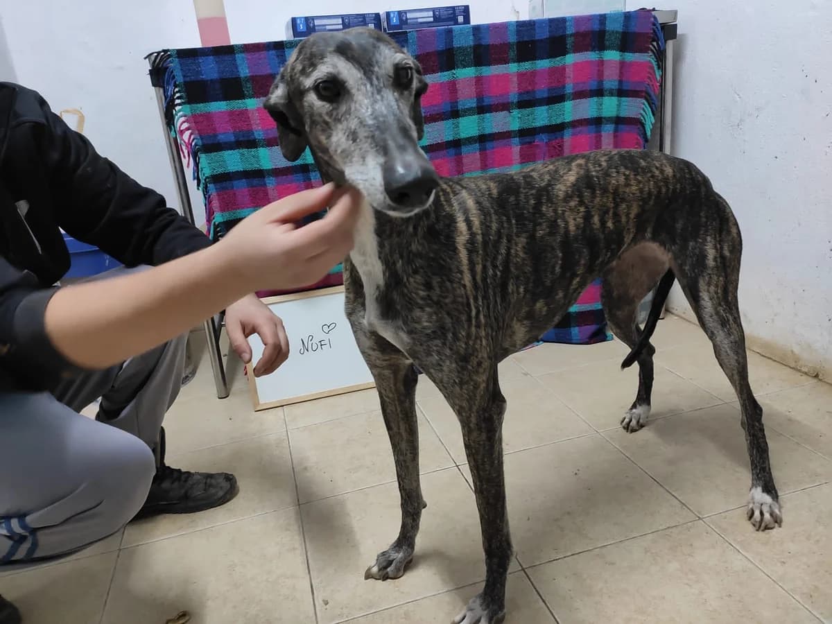 NUFI, Galgo Español (Galgos del Sur)