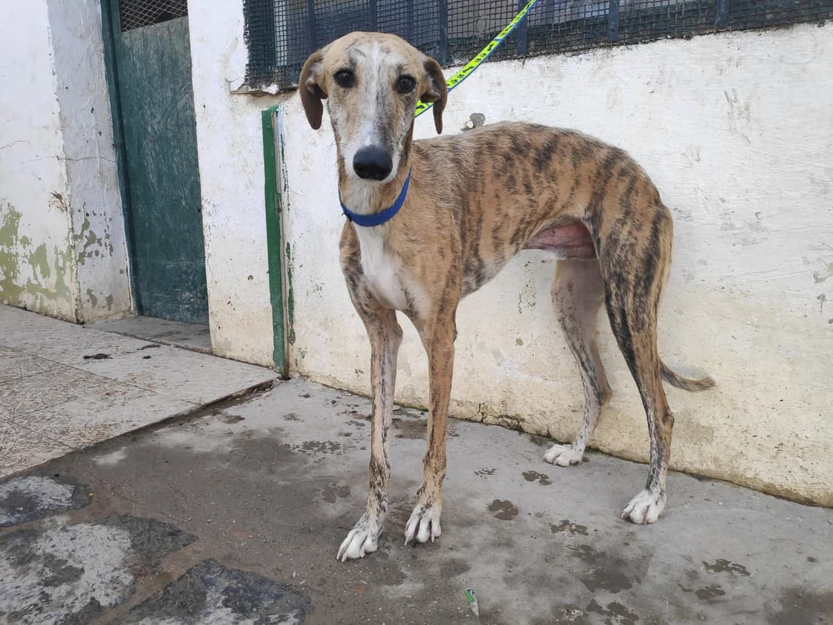 OTOÑO, Galgo Español (Galgos del Sur)