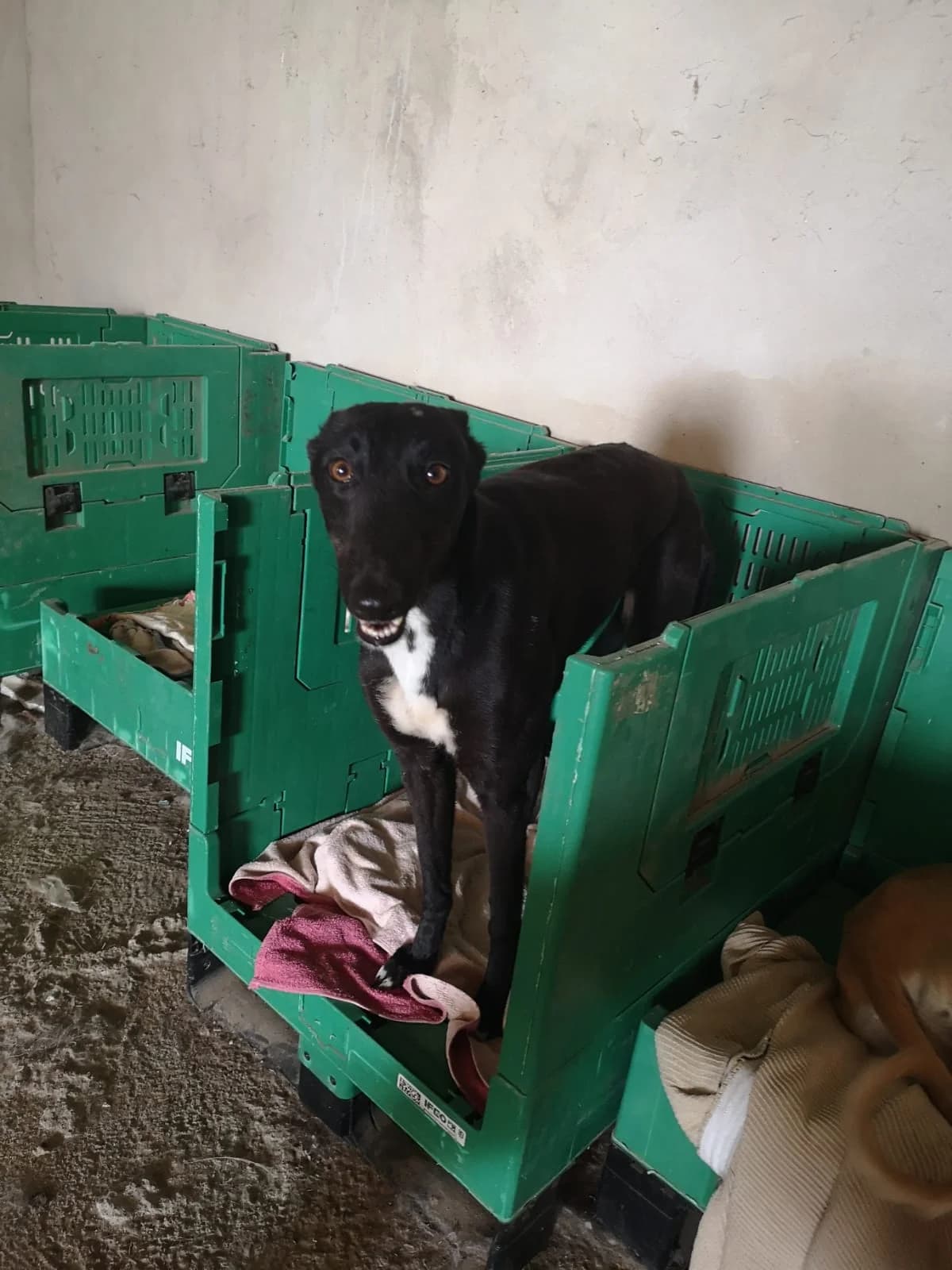 PAOLA, Galgo Español (Galgos del Sur)
