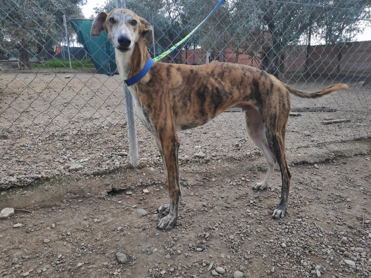 POE, Galgo Español (Galgos del Sur)