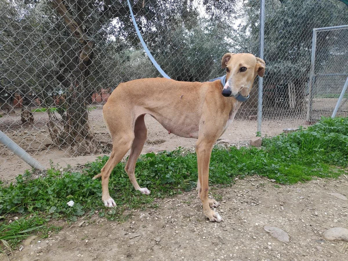 PRIMAVERA, Galgo Español (Galgos del Sur)