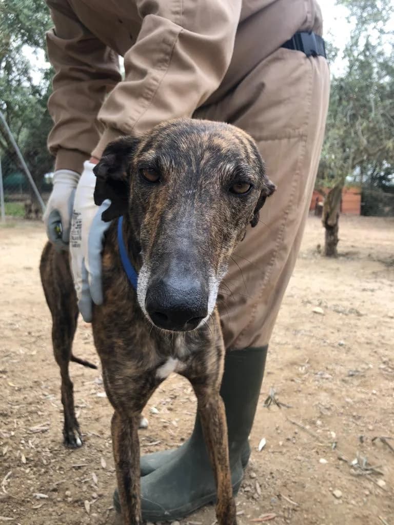 RIGEL, Galgo Español (Galgos del Sur)
