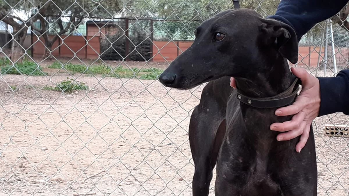 SAKURA, Galgo Español (Galgos del Sur)