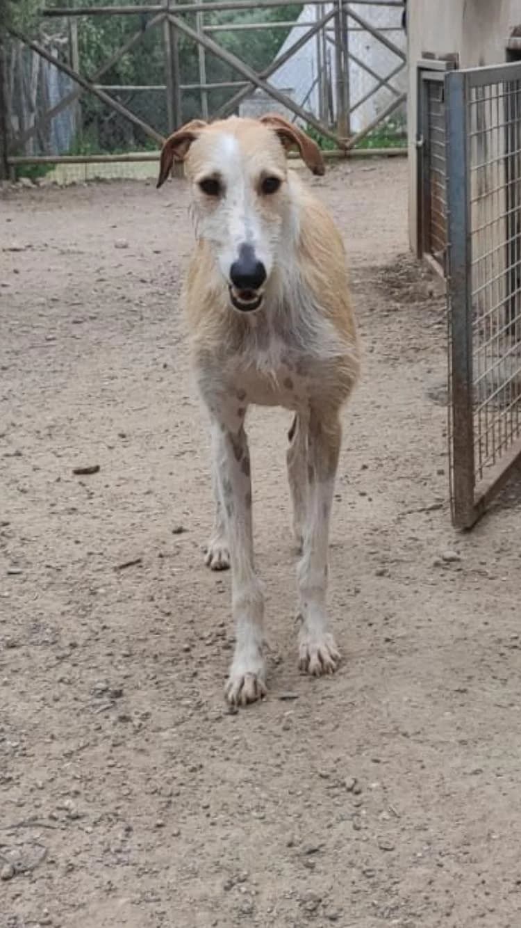 SIRIUS, Galgo Español (Galgos del Sur)