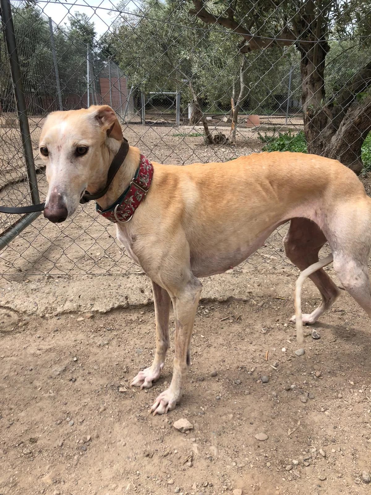 SPICA, Galgo Español (Galgos del Sur)