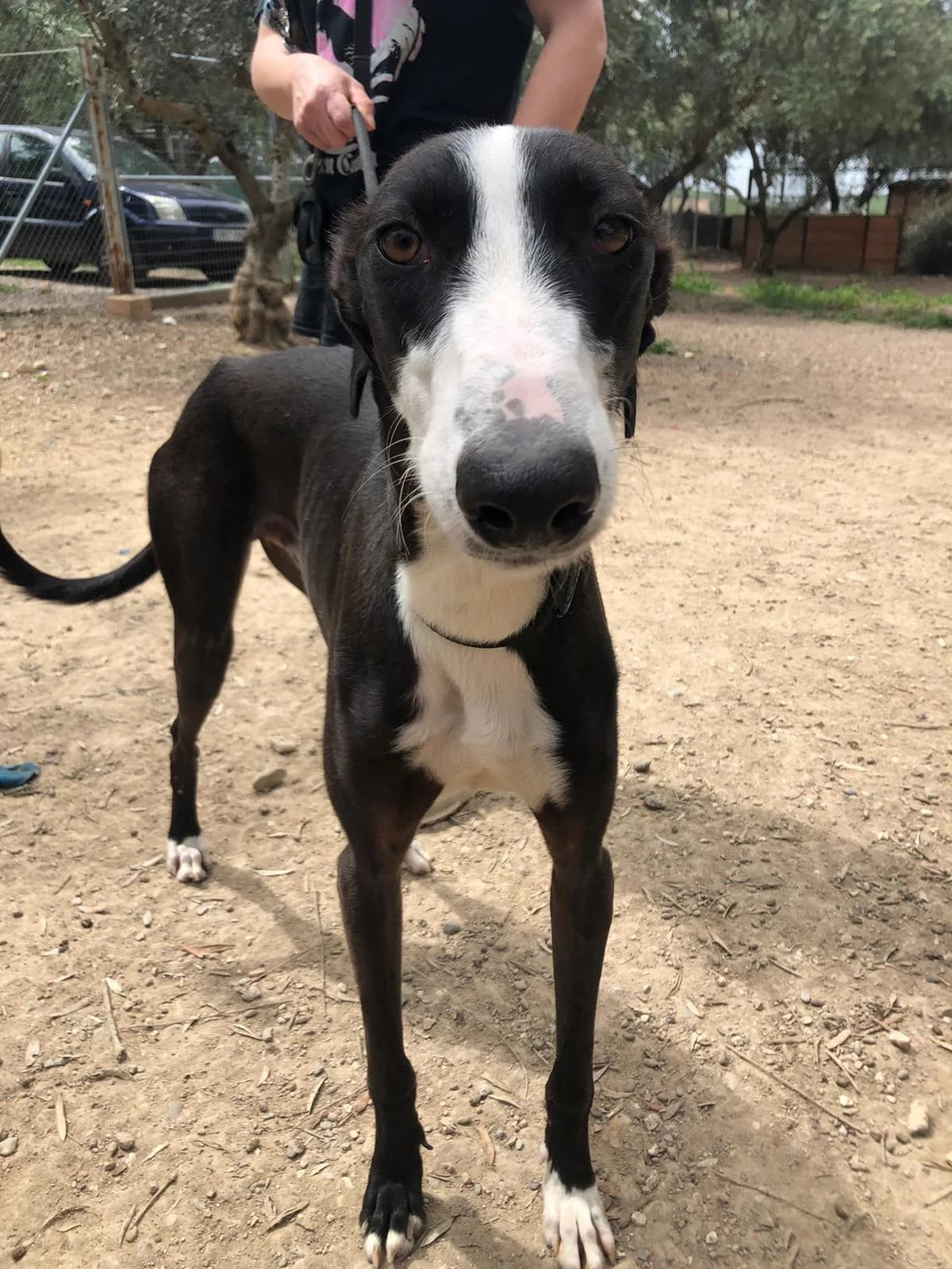 TEO, Galgo Español (Galgos del Sur)