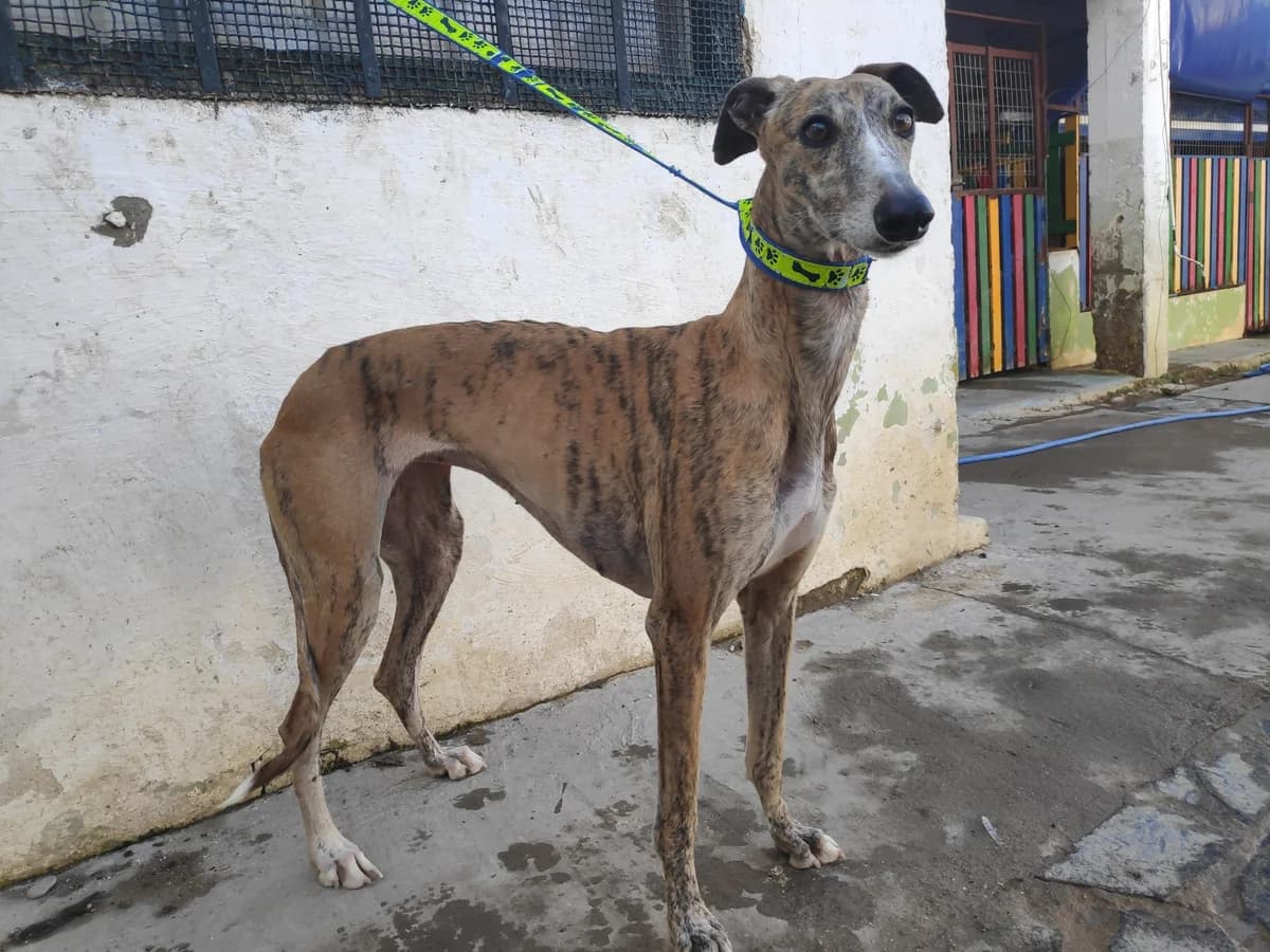 TIERRA, Galgo Español (Galgos del Sur)