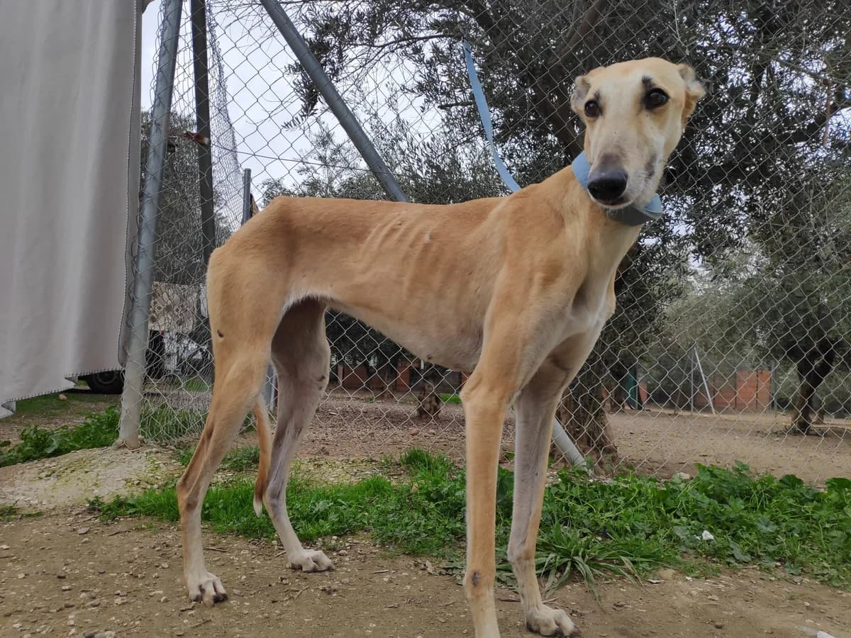 VERANO, Galgo Español (Galgos del Sur)
