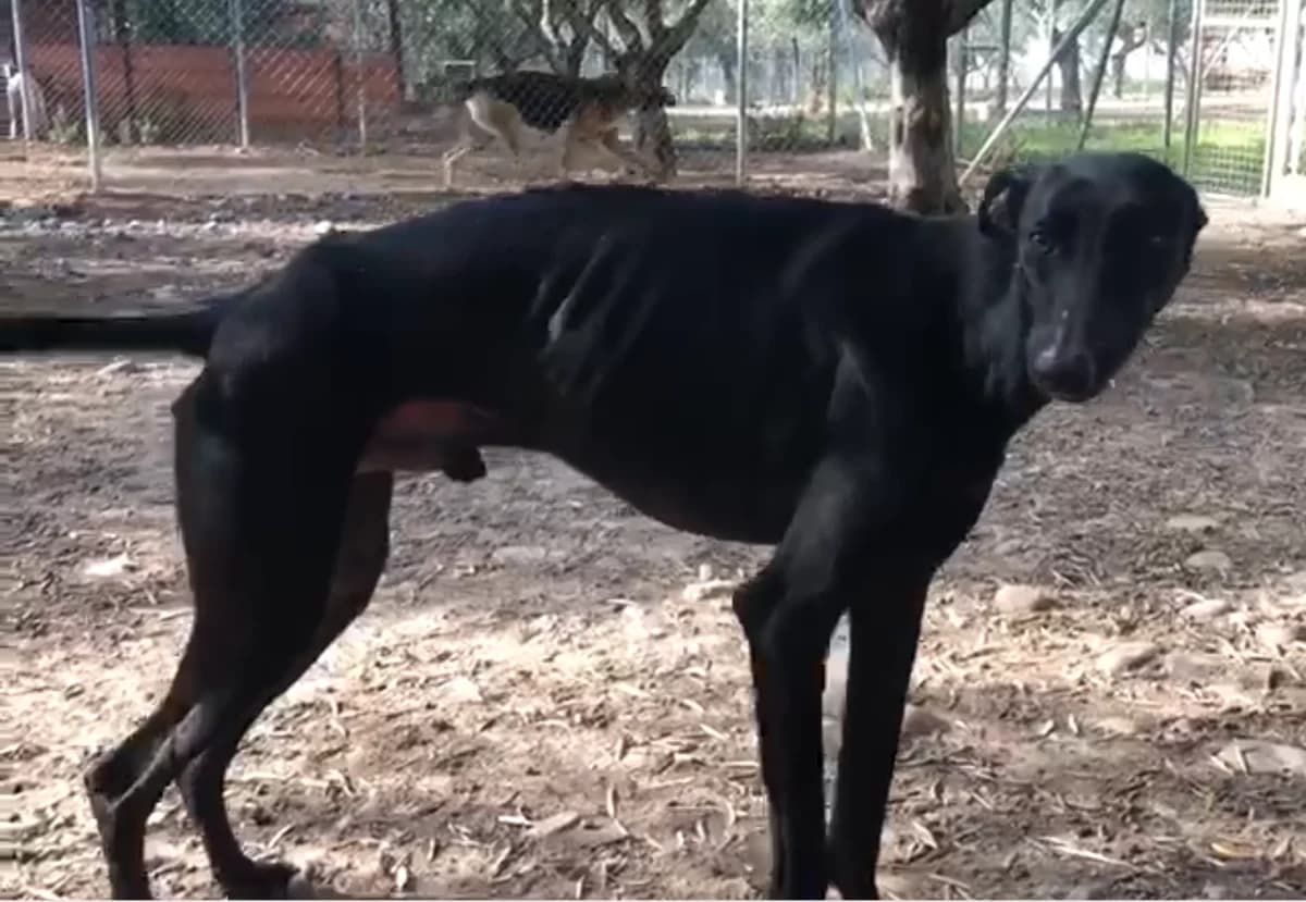 WILSON, Galgo Español (Galgos del Sur)