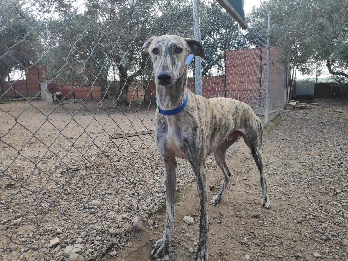 ZEN, Galgo Español (Galgos del Sur)