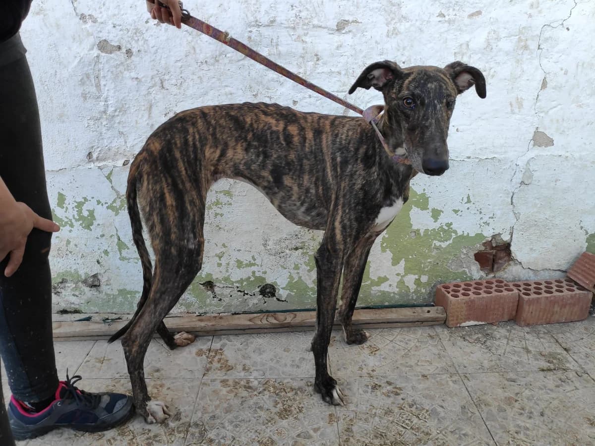 DEBRA, Galgo Español (Galgos del Sur)
