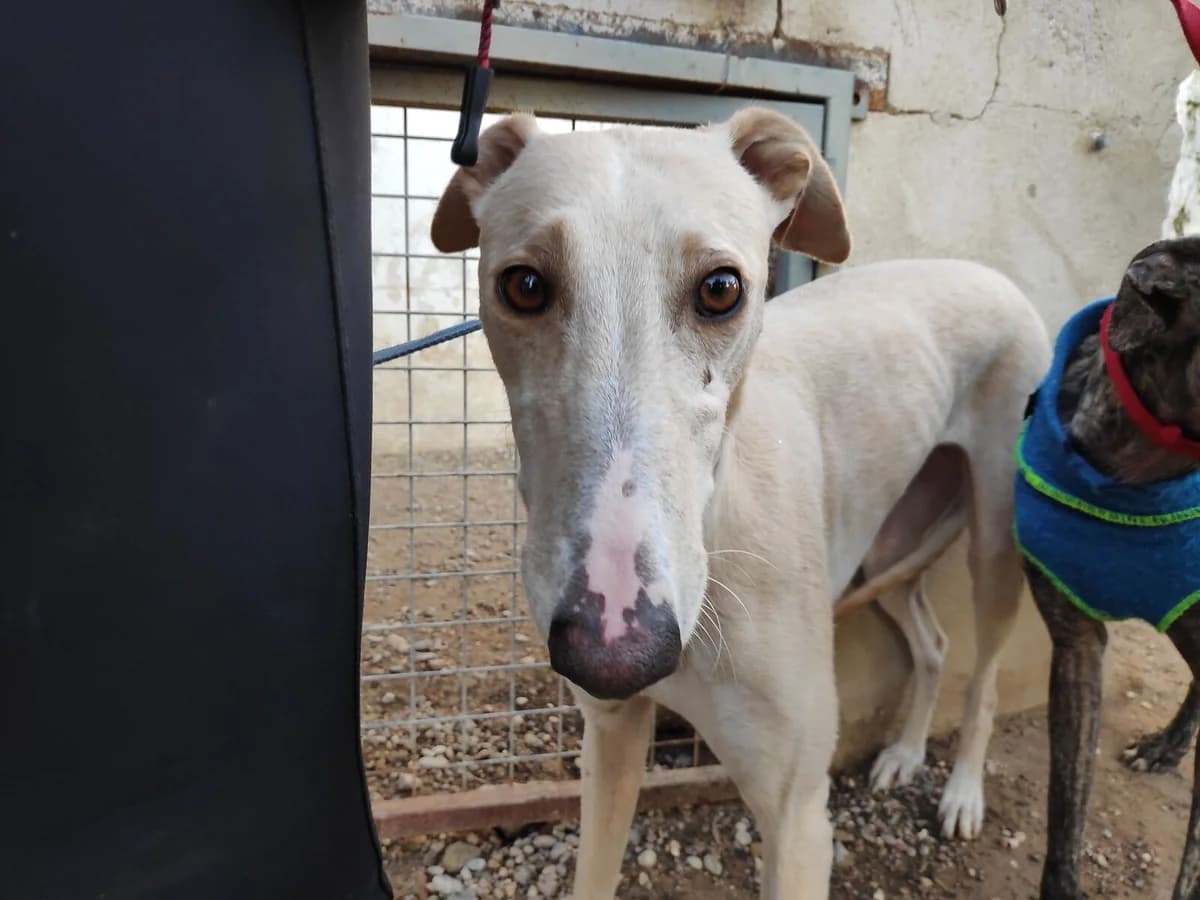 MERYL, Galgo Español (Galgos del Sur)