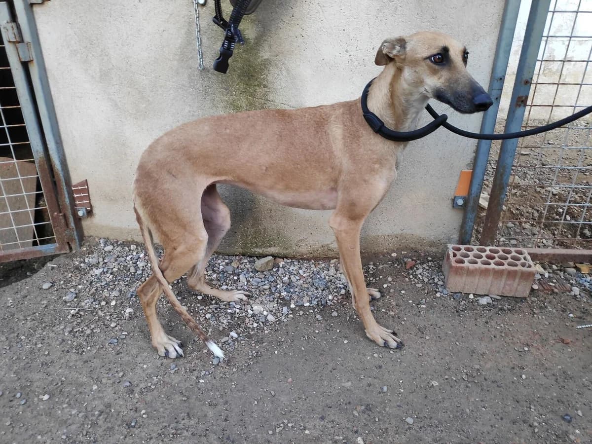 SYDNEY, Galgo Español (Galgos del Sur)