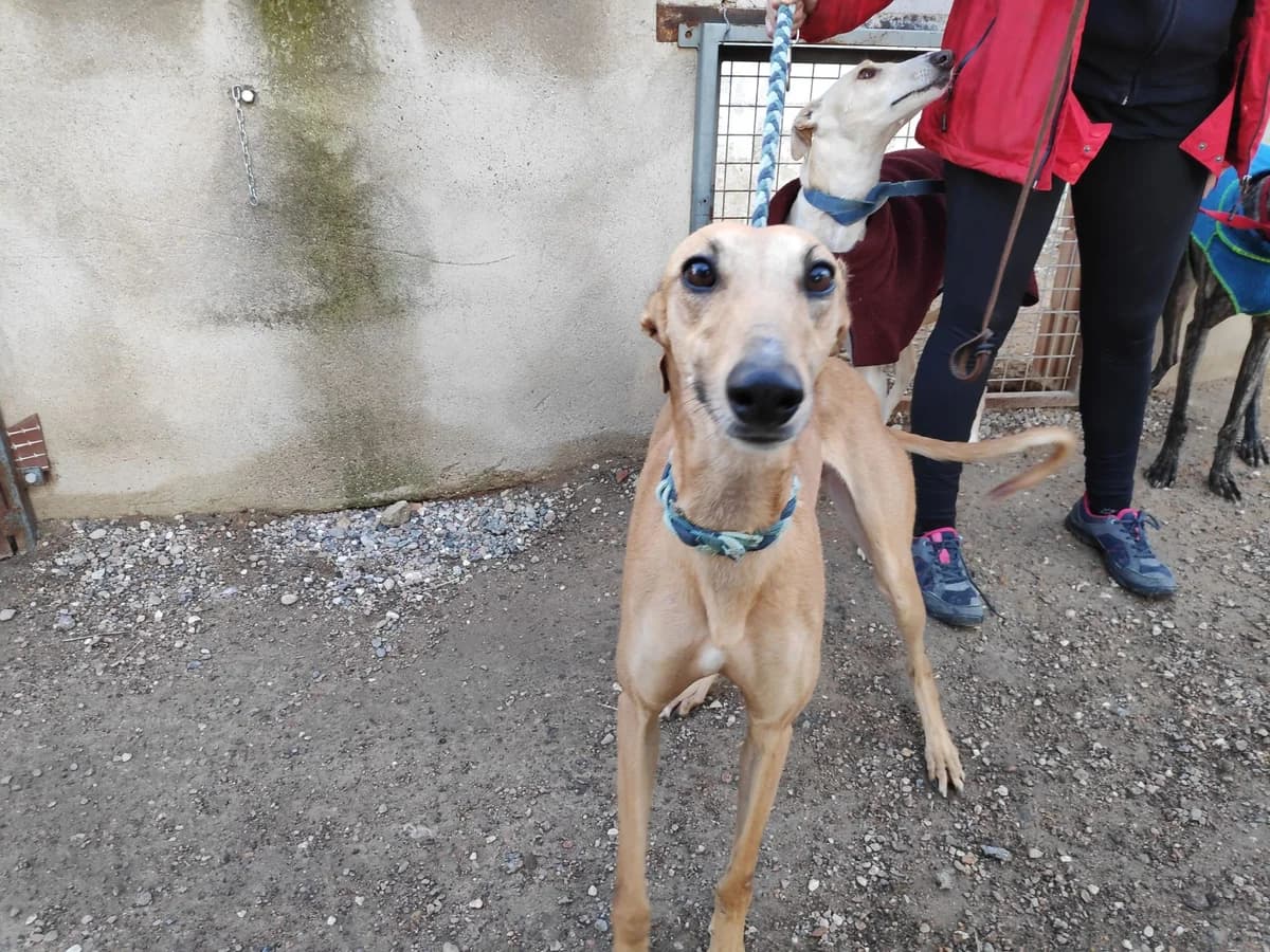 SIENNA, Galgo Español (Galgos del Sur)
