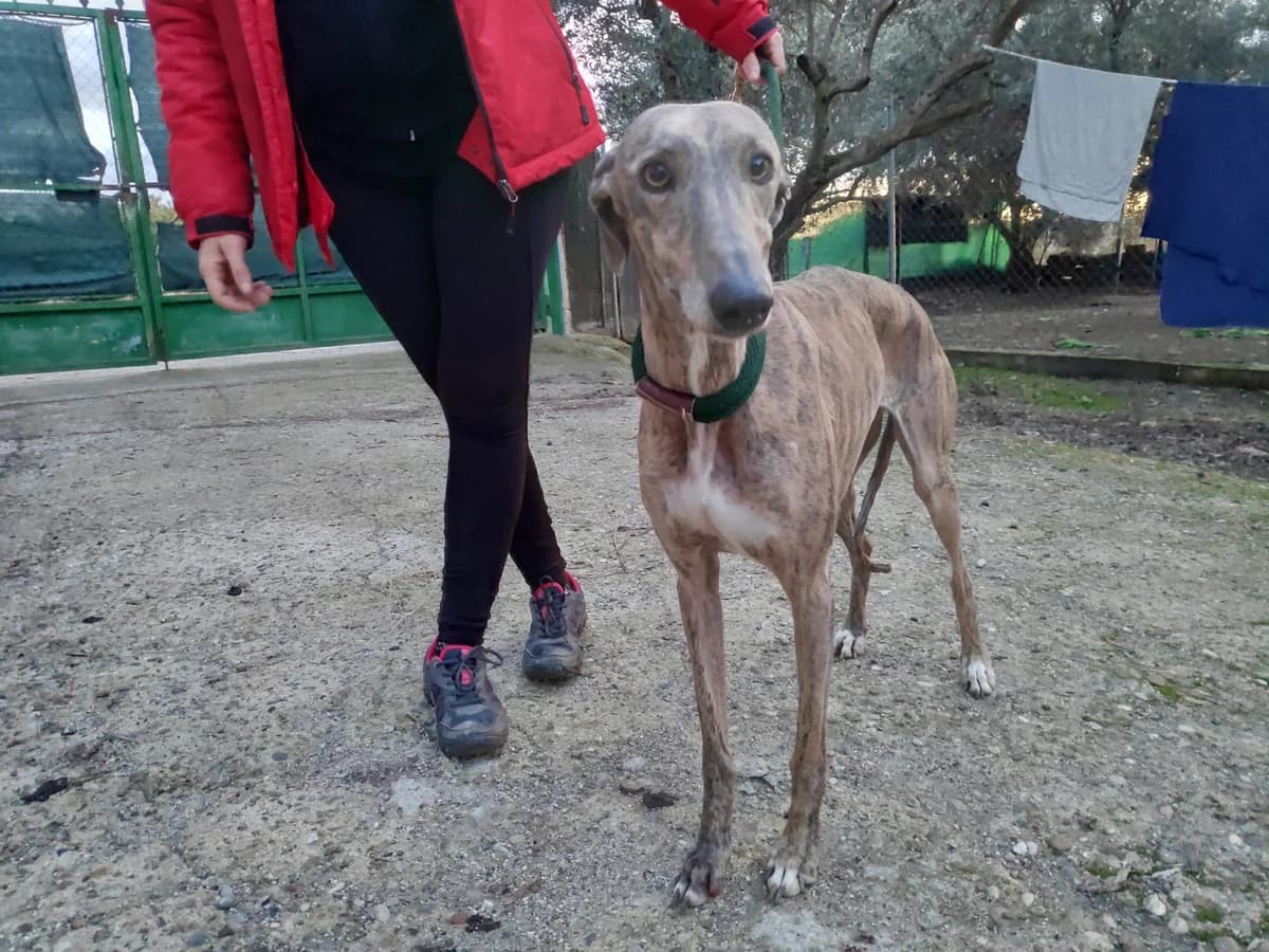 ROMA, Galgo Español (Galgos del Sur)