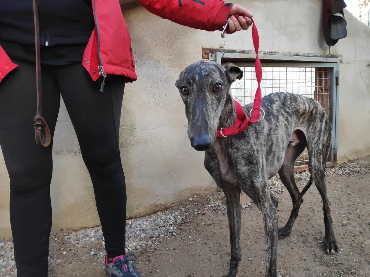 JAKE, Galgo Español (Galgos del Sur)