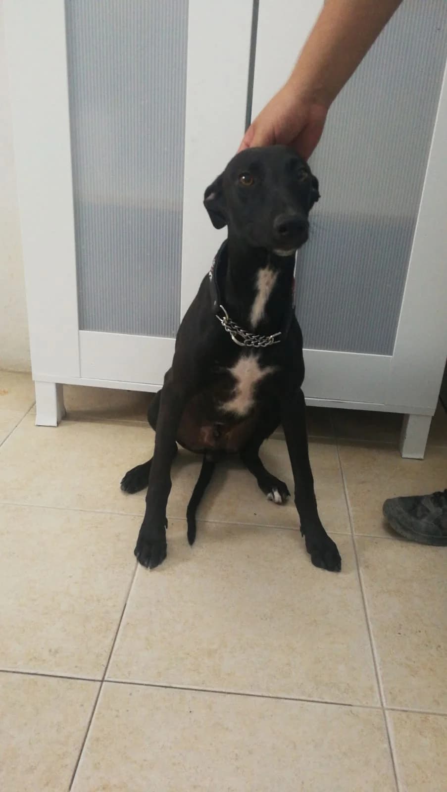 VIRIATO, Galgo Español (Galgos del Sur)