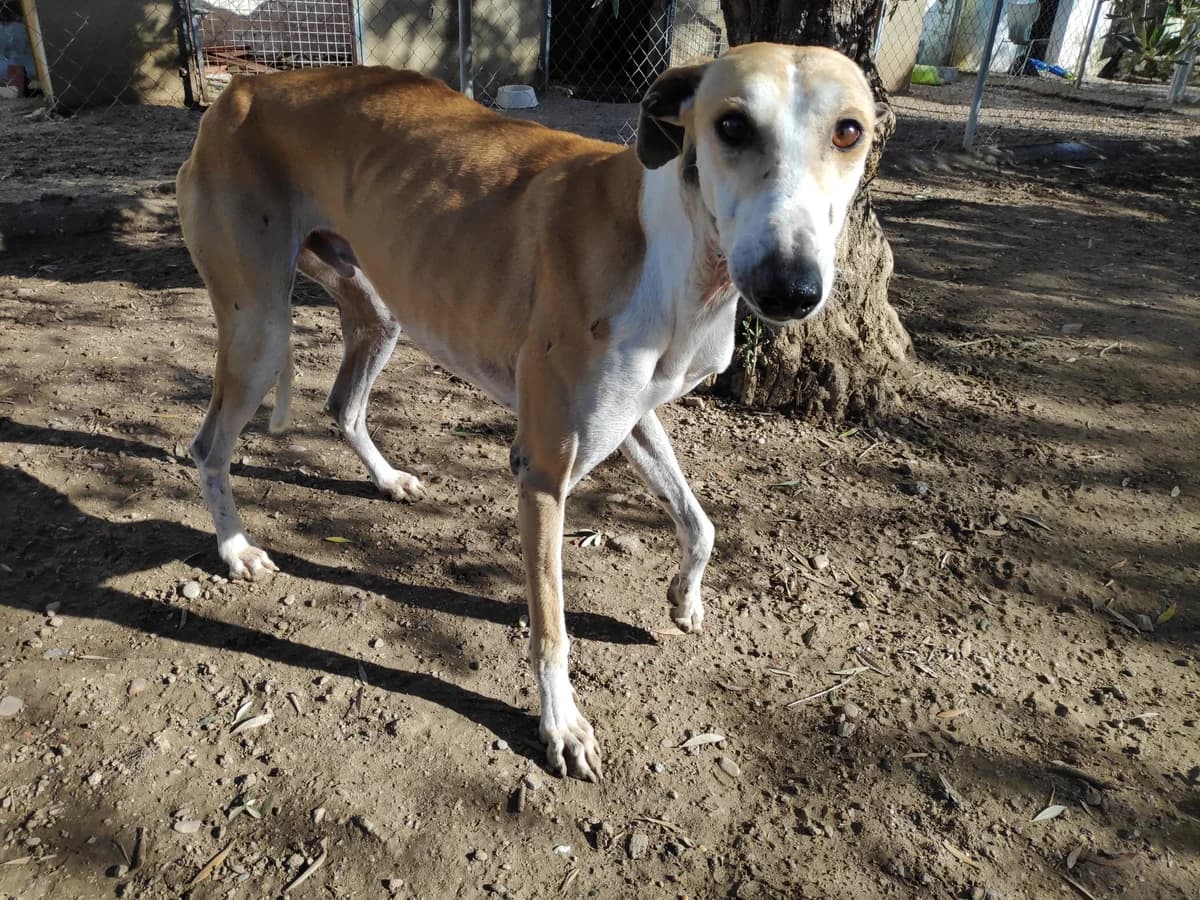 ZYRIAB, Galgo Español (Galgos del Sur)