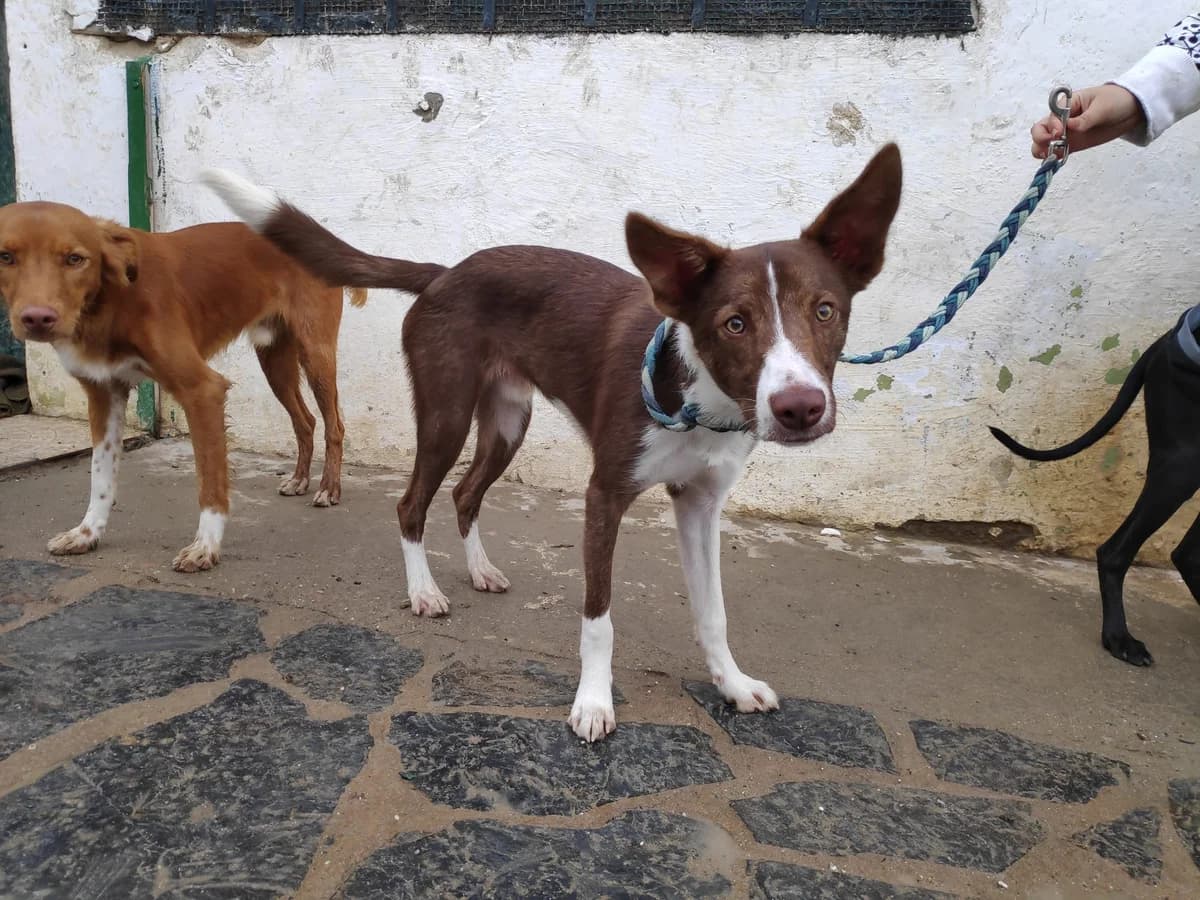 TOBY, Galgo Español (Galgos del Sur)