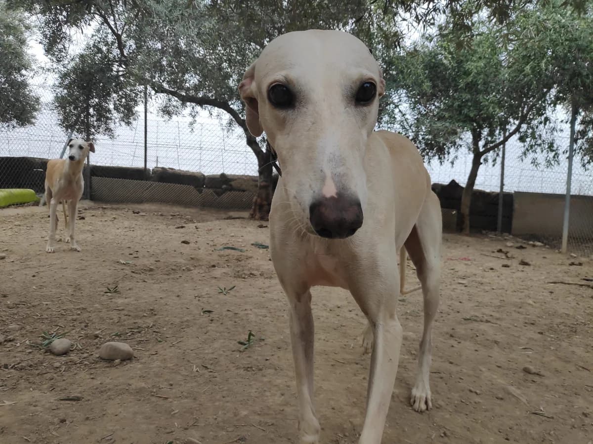 SASUKE, Galgo Español (Galgos del Sur)