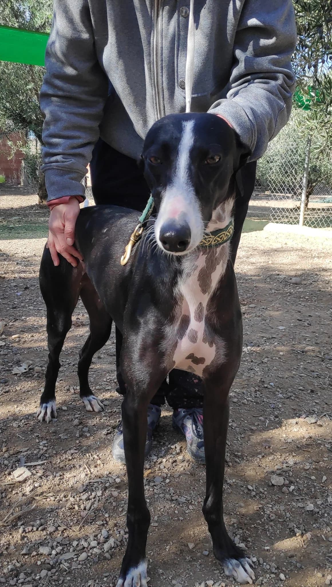 SAANA, Galgo Español (Galgos del Sur)