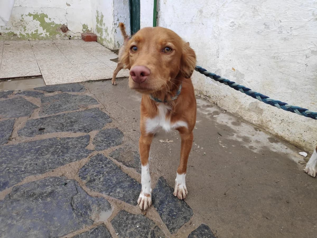 ROCKY, Galgo Español (Galgos del Sur)