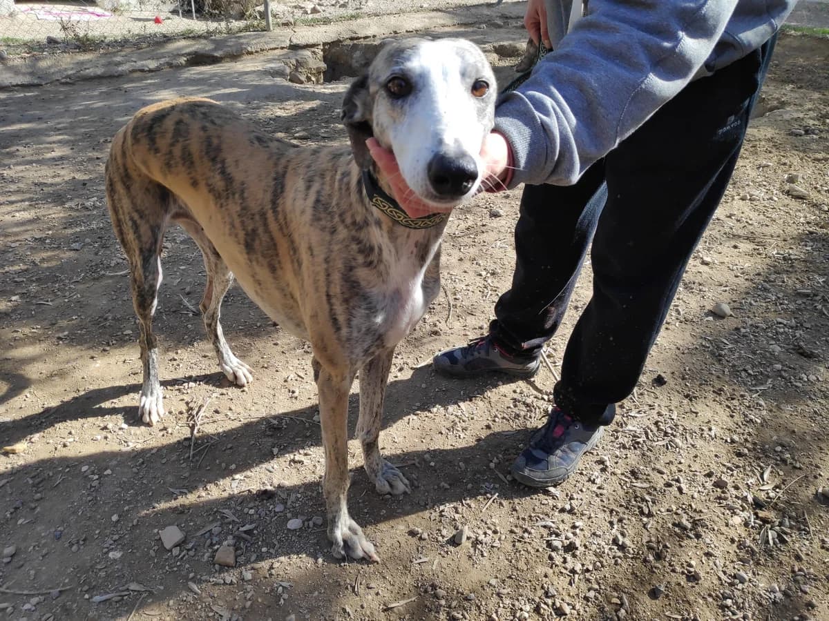 PENÉLOPE, Galgo Español (Galgos del Sur)