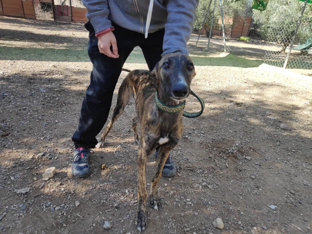 MAGNA, Galgo Español (Galgos del Sur)