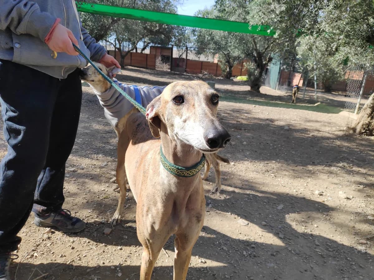 Luisa, Galgo Español (Galgos del Sur)