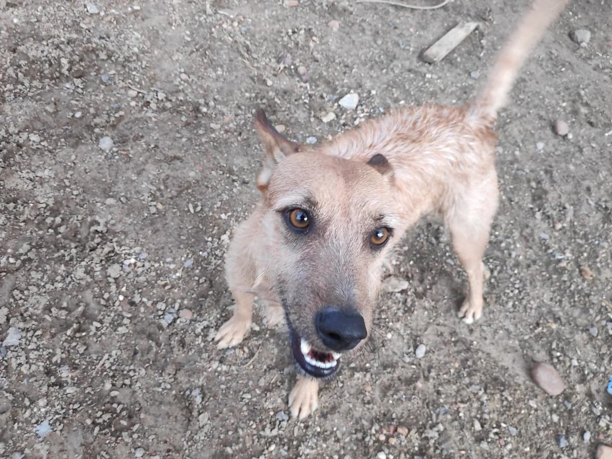 Linus, Galgo Español (Galgos del Sur)