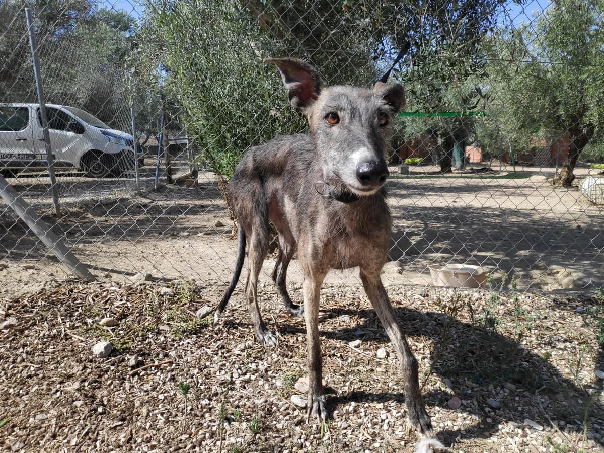 AJANA, Galgo Español (Galgos del Sur)