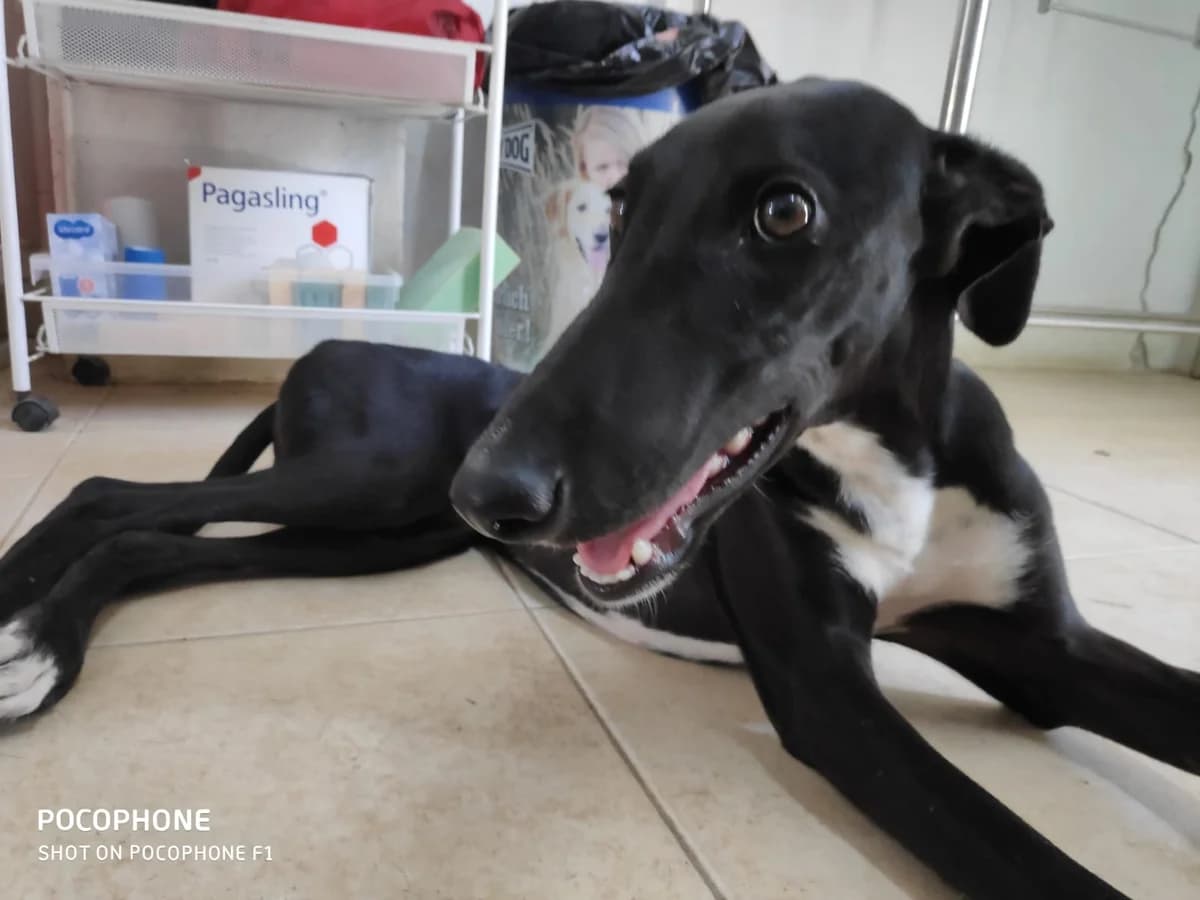 ALICIA, Galgo Español (Galgos del Sur)