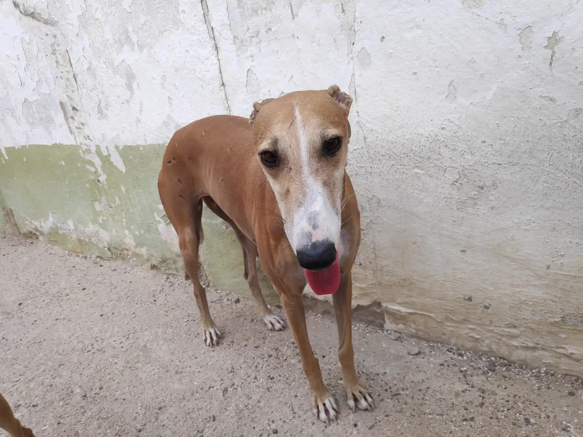 AMELIE, Galgo Español (Galgos del Sur)