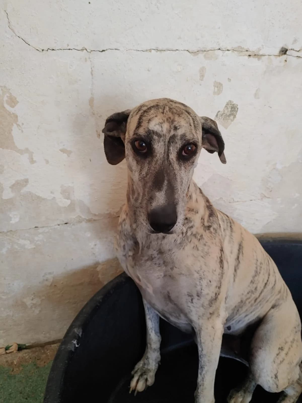 AQUA, Galgo Español (Galgos del Sur)