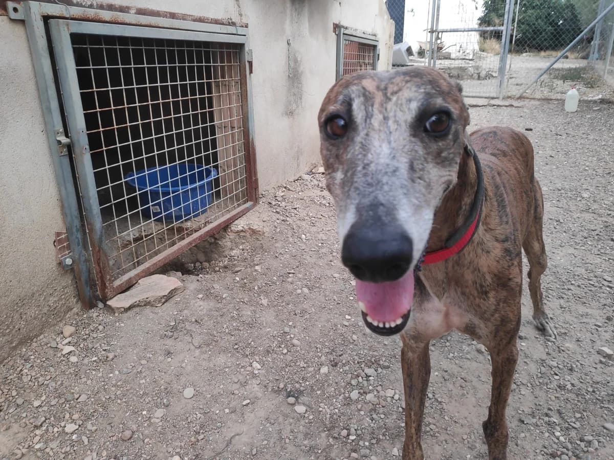ARTAI, Galgo Español (Galgos del Sur)