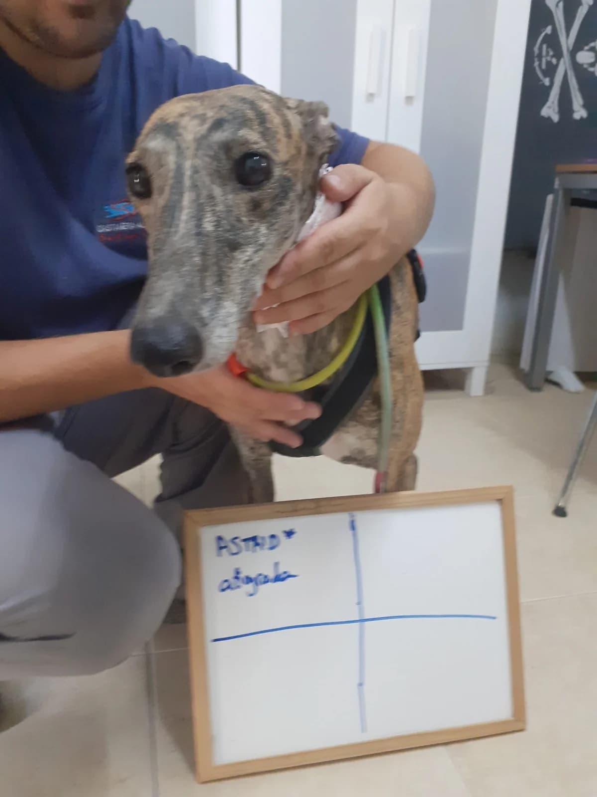 ASTRID, Galgo Español (Galgos del Sur)