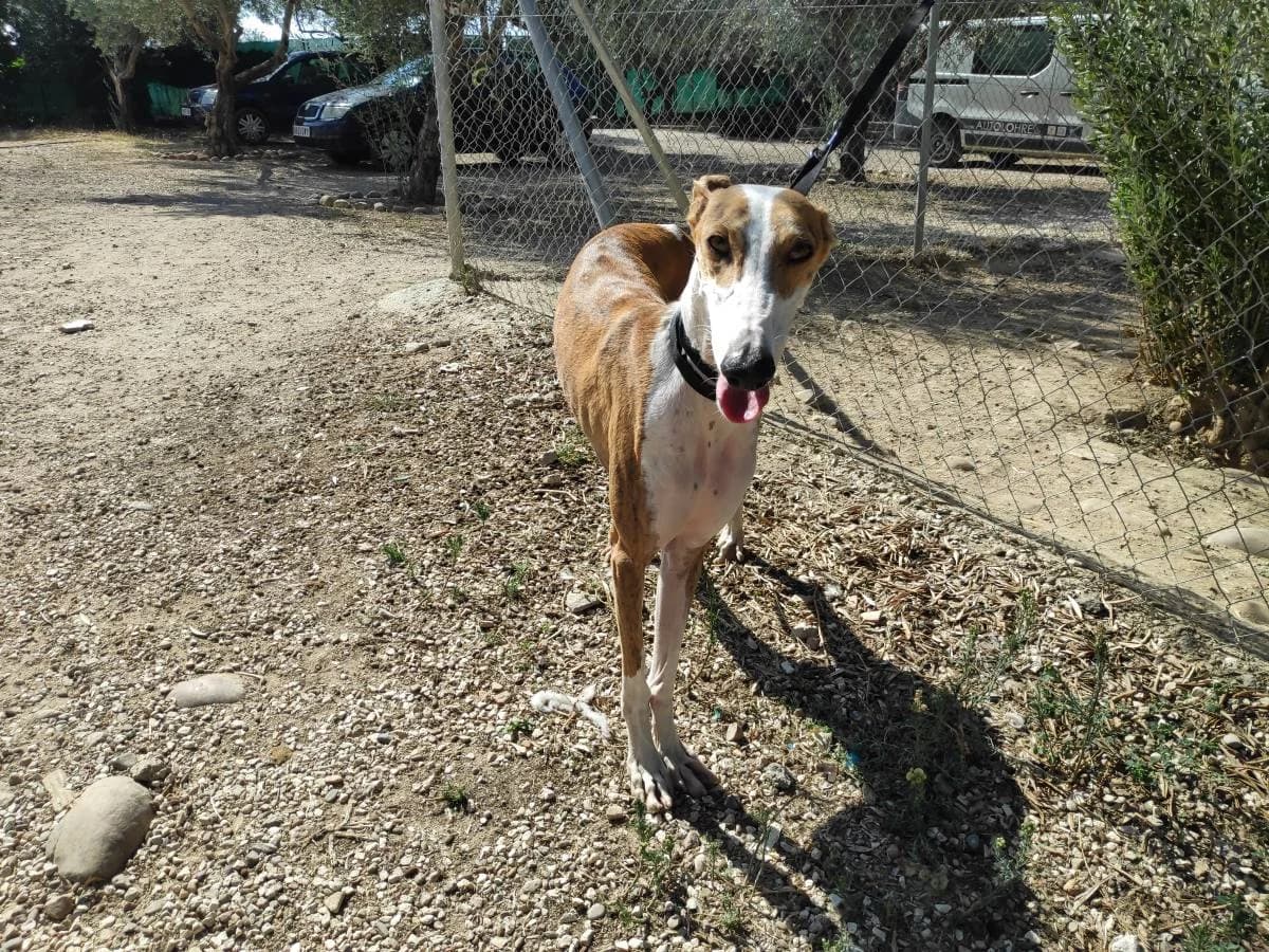 CASCABEL, Galgo Español (Galgos del Sur)